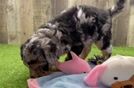 Funny Mini Sheepadoodle Poodle Mix Pup