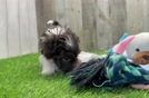 Havanese Pup Being Cute
