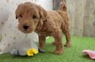 Fluffy Mini Goldendoodle Poodle Mix Pup