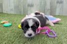 Meet Gru - our Teddy Bear Puppy Video