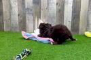 Mini Bernedoodle Puppy for Adoption