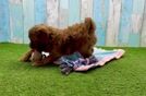 Meet Eminem - our Mini Goldendoodle Puppy Video