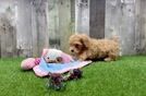 Maltipoo Puppy for Adoption