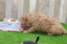 Mini Goldendoodle Puppy for Adoption