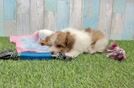 Cute Havapoo Baby