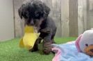 Best Mini Bernedoodle Baby