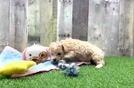 Petite Maltipoo Poodle Mix Pup