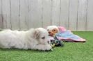 Best Maltipoo Baby