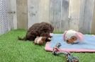 Playful Cocker Doodle Poodle Mix Puppy