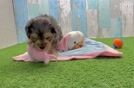 Best Yorkie Poo Baby