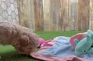 Best Maltipoo Baby
