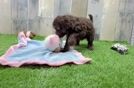 Happy Cockapoo Baby