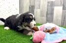 Cute Mini Bernedoodle Baby