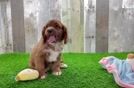 Best Cavapoo Baby