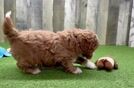 Mini Goldendoodle Puppy for Adoption