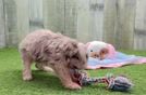 Meet Bieber - our Mini Aussiedoodle Puppy Video