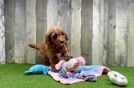 Popular Mini Goldendoodle Poodle Mix Pup