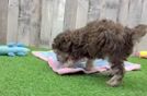 Poodle Puppy for Adoption