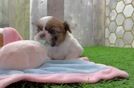 Hypoallergenic Shih Tzu Baby