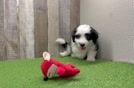 Funny Aussiechon Designer Pup