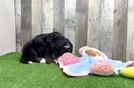 Meet Maggie - our Mini Bernedoodle Puppy Video