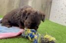 Petite Havapoo Poodle Mix Pup