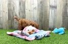 Meet Argo - our Cavapoo Puppy Video