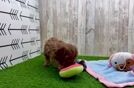 Hypoallergenic Cavadoodle Poodle Mix Puppy