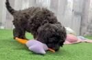 Hypoallergenic Cocker Doodle Poodle Mix Puppy
