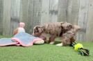 Fluffy Mini Aussiedoodle Poodle Mix Pup