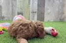 Cute Cavapoo Baby