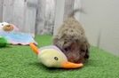 Cockapoo Puppy for Adoption