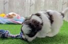 Havapoo Pup Being Cute