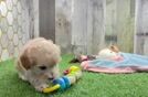 Meet Shaw - our Maltipoo Puppy Video