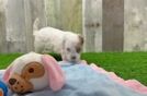 Funny Shih Poo Poodle Mix Pup