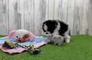 Little Pomeranian Baby