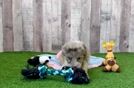 Meet Athena - our Mini Aussiedoodle Puppy Video