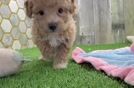 Small Poochon Baby