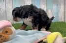 Popular Mini Bernedoodle Poodle Mix Pup