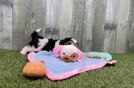 Meet Fargo - our Teddy Bear Puppy Video