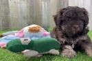 Popular Shih Poo Poodle Mix Pup