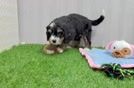 Sweet Mini Bernedoodle Baby