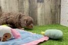 Meet Vicki - our Cavapoo Puppy Video