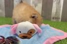 Best Pomeranian Baby