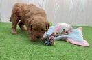 Mini Goldendoodle Pup Being Cute