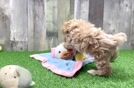 Energetic Moodle Poodle Mix Puppy