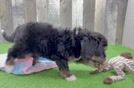 Friendly Mini Bernedoodle Baby