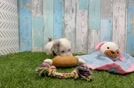 Petite Havapoo Poodle Mix Pup