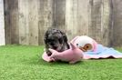 Havapoo Puppy for Adoption