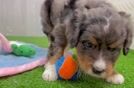 Mini Bernedoodle Pup Being Cute